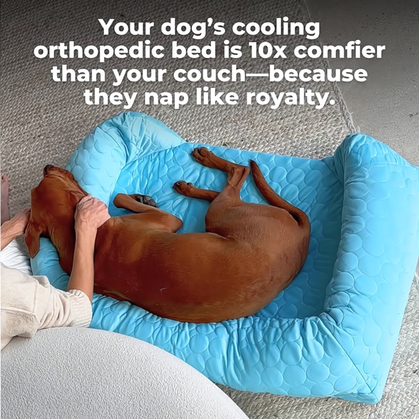 dog bed, pet bed, orthopedic dog bed, cooling dog bed, dog mattress, pet sleeping bed, dog furniture, product launch, lifestyle, playful, warm, blue, brown